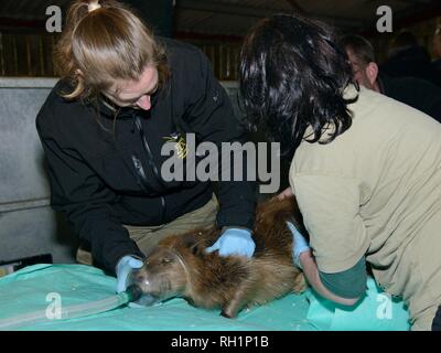 Eurasischen Biber (Castor Fiber) gefangen auf dem River Otter betäubt von einem Tierarzt vor Health Checks und re-release, Devon, UK, März 2015. Stockfoto