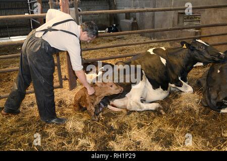 Tierarzt Prüfung 30 Minuten alte Neugeborene Holstein Friesen Kalb (Bos taurus), da es neben seiner Mutter in einer Scheune, Gloucestershire, Großbritannien Stockfoto