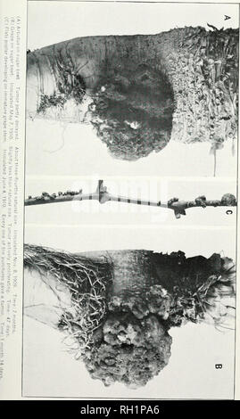 . Bulletin. Die Landwirtschaft. Bui. 213, Büro der Kraftwerksindustrie, US Abt. der Landwirtschaft. Platte XXIV.. Bitte beachten Sie, dass diese Bilder sind von der gescannten Seite Bilder, die digital für die Lesbarkeit verbessert haben mögen - Färbung und Aussehen dieser Abbildungen können nicht perfekt dem Original ähneln. extrahiert. In den Vereinigten Staaten. Büro der Anlagenbau. Washington: G. S. O. Stockfoto