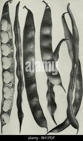 . Bulletin. Die Landwirtschaft. Bui 109 Büro der Anlagenbau. U S Abt. Landwirtschaft Platte XX. Pol Sorten (grün Shell Pods). 1.-niederländischen Fall Messer Pol. 2.-Concord Pol. 3.-Royal Mais Pol. (Ich natürlich..). Bitte beachten Sie, dass diese Bilder sind von der gescannten Seite Bilder, die digital für die Lesbarkeit verbessert haben mögen - Färbung und Aussehen dieser Abbildungen können nicht perfekt dem Original ähneln. extrahiert. In den Vereinigten Staaten. Büro der Anlagenbau. Washington: G. S. O. Stockfoto