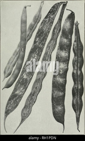 . Bulletin. Die Landwirtschaft. Bui 109 Bureau r' Plan* Industrie. U S Dept, der Landwirtschaft. Platte XIX. Pol Sorten (grün Shell Pods). - Weiße Creaseback Pol. 2.-Brockton Pol. 3 - Worcester Mammut Pol. (Ich natürliche Größe.). Bitte beachten Sie, dass diese Bilder sind von der gescannten Seite Bilder, die digital für die Lesbarkeit verbessert haben mögen - Färbung und Aussehen dieser Abbildungen können nicht perfekt dem Original ähneln. extrahiert. In den Vereinigten Staaten. Büro der Anlagenbau. Washington: G. S. O. Stockfoto