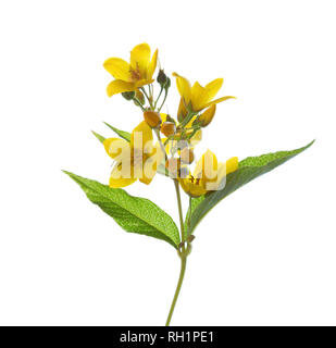 Lysimachia vulgaris (Gelb Felberich) auf weißem Hintergrund. Stockfoto