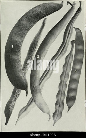 . Bulletin. Die Landwirtschaft. Bui. 109, Bureau o'Anlagenbau, U S Dept, der Landwirtschaft Platte XVIII. Pol Sorten (Snap Hülsen und Grünen Shell Pods). 1.-Weiß Dulrh Kuniier Pol. 2.-White's Prolific Pol. 3. - Rote Cranberry Pol. (Ich natürliche Größe.). Bitte beachten Sie, dass diese Bilder sind von der gescannten Seite Bilder, die digital für die Lesbarkeit verbessert haben mögen - Färbung und Aussehen dieser Abbildungen können nicht perfekt dem Original ähneln. extrahiert. In den Vereinigten Staaten. Büro der Anlagenbau. Washington: G. S. O. Stockfoto