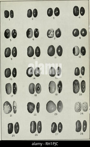 . Bulletin. Die Landwirtschaft. Bui. 109, Büro der Kraftwerksindustrie, US Abt. der Landwirtschaft. Platte II. Seite und ventralen Ansichten der reifen Samen. (Natürliche Größe.). Bitte beachten Sie, dass diese Bilder sind von der gescannten Seite Bilder, die digital für die Lesbarkeit verbessert haben mögen - Färbung und Aussehen dieser Abbildungen können nicht perfekt dem Original ähneln. extrahiert. In den Vereinigten Staaten. Büro der Anlagenbau. Washington: G. S. O. Stockfoto
