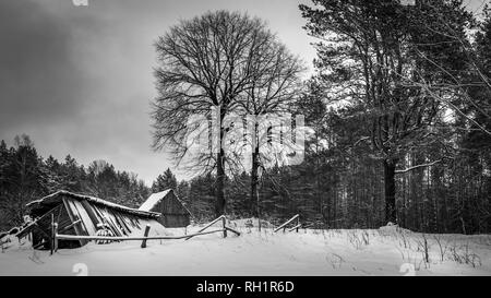 Ruinen einer alten, verlassenen Land Haus im Schnee unter dem großen Baum im Wald Stockfoto