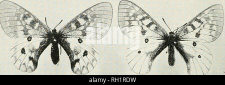 . Bulletin. Natural History; natürliche Geschichte - Montana. IG BULLETIN UNIVERSITÄT VON MONTANA. als Loggan, Alberta. Coubeaux hat sie an Schafe Creek in der Nähe von Big Sandy gesammelt. Er sagt, daß es nicht im Highwood und dem Kleinen Belt Bergen üblich ist, und dass es scheint von der Bear Paw Berge abwesend zu sein." Essen - Die Raupe ernährt sich von Sedum und Monkey. Der Schmetterling ist in die Berge über Helena (Brandegee). Cooley hat es bei Bozeman gesammelt. Die CLODIUS SCHMETTERLING. Clossiana clodius Menetries, Abb. 15.. Schwein. 15, clossiana Clodius. Prof. R. A. Cooley, der Hochschule für Landwirtschaft und Mir Stockfoto