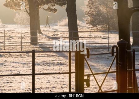 Frost in Wanstead Park in North East London, nachdem das Vereinigte Königreich seine kälteste Nacht des Winters hatten so weit wie der kälteeinbruch weiterhin eisigen Bedingungen über dem Land zu führen. Stockfoto