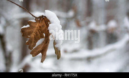 Einige braune Eiche Blätter in einem Wald nach einem Schneesturm mit Schnee hängen an Ihnen Stockfoto