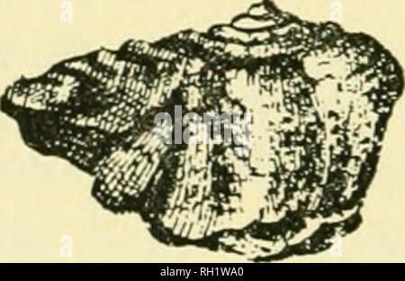 . Bulletin. Natural History; Natuurlijke Historie. Figm-e 26. Leptaena rhomboidalis nach Wilckens (1769, Pi. 8, Abb. xliiiA, B; xlivA, B). A und B, ventral und anterioren Blick auf die gleiche Probe (Wilckens, Feigen. xliiiA, B), C und D, ventralen anterior Blick einer anderen Probe (Wilckens, Feigen. xlivA, B). Gattung Leptaena Dalman, 1828 Leptaena tennesseensis Sorten Amsden, n. sp. Platte V, Feigen. 16-22 Beschreibung. Shell voll doppelt so breit wie lang, mit Kardinal Extremitäten Eigenprojekt in "Ohren." Der Viszeralen Scheibe des ventralen Ventil leicht konvex fast flach, Lager 10 bis 15 subconcentric rugae; Stockfoto