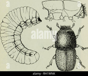 . Bulletin. Die Wälder und die Forstwirtschaft. Insekt-feinde Schatten Bäume und Sträucher 79 Die Erwachsenen des Hickory Rinde hektischen (Fi^'. ' JT) ist eine kleine Schwarz oder Dunkelbraun Borkenkäfer etwa ein Fünftel eines Zoll lang. In der Nähe von Syrakus die Käfer in der Regel l) c&lt;;;;;;;; i.e. über die Mitte Juni von den Bäumen Auftauchen der vorherigen angegriffen Jahr und weiter im Juli zu kommen, einige sogar api) earing so spät wie Mitte August. Sie inunediately Fliegen auf lebende Bäume und unersättlich auf die jungen Zweige und die blattstiele der Blätter, so zeigt. Abb. 37. Larven und Erwachsene des Hickory bar Stockfoto
