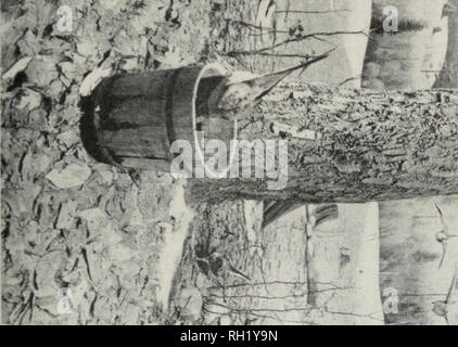 . Bulletin. Royal Ontario Museum für Zoologie; Zoologie; Zoologie. ^. '. J^. Bitte beachten Sie, dass diese Bilder sind von der gescannten Seite Bilder, die digital für die Lesbarkeit verbessert haben mögen - Färbung und Aussehen dieser Abbildungen können nicht perfekt dem Original ähneln. extrahiert. Royal Ontario Museum für Zoologie; Royal Ontario Museum für Zoologie. [Toronto]: Royal Ontario Museum für Zoologie Stockfoto