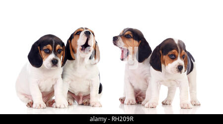 Viele Beagle Welpen auf weißem Hintergrund Stockfoto