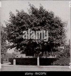 . Blumenzwiebeln Stauden Samen: Herbst 1916. Samen Kataloge; Gemüse; Blumen Samen Samen Kataloge Kataloge; Baumschulen (Gartenbau) Kataloge. Katalog der Blumenzwiebeln, Samen und Pflanzen, Herbst 1916 15 Sträucher - Fortsetzung Schneeball (viburnum). Lantana (Wayfaring Baum). Mittlere buschiger Strauch mit großen Laub. Auf Grund seiner silbrigen unterstreichen. Blüht im Mai oder Juni mit dekorativen, roten Früchten, später drehen Schwarz im Herbst. Jeder, 45 C. Hohe Bush Cranberry (OPULUS). Große, elegante Blätter, mit attraktiven, hellen roten Beeren im Herbst. 2 - 3 ft., Stück, 40°C; 3-4 ft., jedes, 50c. Gemeinsame Schneeball Stockfoto