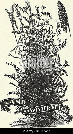 . Blumenzwiebeln, Pflanzen, Samen für den Herbst Pflanzung: 1899. Gartengeräte und Zubehör Kataloge; Samen Kataloge, Leuchtmittel (Pflanzen) Kataloge Kataloge; Blumen; Blüten Samen Kataloge. 68 PETER HENDERSON &Amp; CO., NEW YORK.- Bauernhof SAATGUT FÜR DEN FALL DER AUSSAAT. SAND ODER WINTER WICKE (Vicia Villo 8 a.) Es ist das früheste Ernte für das Schneiden oder Pflügen unter im Frühjahr, fast einen Monat früher als Scarlet Klee und viel robustere.. CRIflSON oder SCHARLACH CLOVER. (Trifolium incarnatum.) Das wertvollste Werk" oder die Wiederherstellung der Fruchtbarkeit des Abgetragenen Böden. Obwohl es gelingt und erzeugt eine gute Ernten auf Armen, San Stockfoto