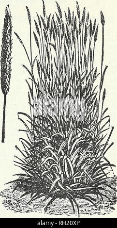 . Blumenzwiebeln, Pflanzen, Samen für den Herbst Pflanzung: 1899. Gartengeräte und Zubehör Kataloge; Samen Kataloge, Leuchtmittel (Pflanzen) Kataloge Kataloge; Blumen; Blüten Samen Kataloge. Wiese FUCHSSCHWANZ. Wiesenschwingel. (Festuca Pratensis.) von großem Wert für Dauergrünland und Heu. Robuste Anbauer und nahrhaft. (22 lbs auf der Bush.) 15 c. lb., $ 2,75 Bush., $ 12.00 100 Pfund WIESE FUCHSSCHWANZ. (Alopecurus pratensis). Kesembles Timotheus, sondern viel früher und dem schnellen Wachstum, besonders wertvoll für Dauerweiden und Heu. (7 lbs zu Bush.) (Siehe abgeschnitten.) 30 c lb., $ 2.10 Bush., $ 28,00 100 lbs. OBCHABD GBASS. Stockfoto