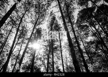 schwarze und weiße Bäume Silhouetten Stockfoto