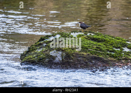 Einzelne weiße Throated Pendelarm (Cinclus cinclus), stand auf einem mosscovered Felsen in der Mitte von einem Fluss Stockfoto