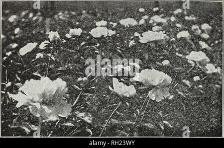 . Zwiebeln und Pflanzen: Herbst 1905. Blumen Samen Kataloge, Leuchtmittel (Pflanzen) Samen Kataloge; Baumschulen (Gartenbau) Kataloge; Pflanzen, Zierpflanzen Kataloge. 26 Currie BROS. Co., Milwaukee, Wis.. Pfingstrosen. Wahl staudigen Sorten. Pfingstrosen haben weiterhin in der Gunst bei jedem folgenden Jahr zu erhöhen, als Herausragende unter - Unsere winterharte Stauden. Als Antwort auf die zunehmende Nachfrage, Kultivatoren von dieser schönen Anlage haben mit Begeisterung engagiert sich bei der Einführung und Verbreitung neuer Sorten, mit dem Ziel der perfekten Flow-ers von mehr Zarte Farbtöne, und sattere, tiefere Sh Stockfoto