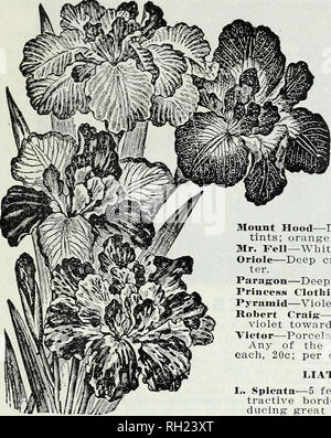 . Zwiebeln und Pflanzen: Herbst 1905. Blumen Samen Kataloge, Leuchtmittel (Pflanzen) Samen Kataloge; Baumschulen (Gartenbau) Kataloge; Pflanzen, Zierpflanzen Kataloge. Blühende BTJLBS, Pflanzen, etc. 25. IRIS. Kaiserlich Japanischen IRI&amp; IMPERIAL, JAPANISCHE IRIS. (Iris Kaeinpferi.) dieses großartigen Klasse von Iris Wir bieten 12 Der neueste und beste Art, Einzel- und semi-Doppel. Sie sind alle vollkommen winterhart, ohne Schutz im Winter. Antilope - Wunderschön melierte und gestromt. Gold Rund - große, rein weiße, mit Gold gebändert. Gypsy - purpur-violett, Vene-ed mit leuchtend gelben, sehr deutlich. Maho Stockfoto