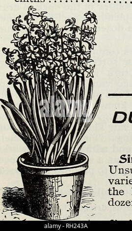 . Zwiebeln und Samen: Herbst 1902. Samen Kataloge; Glühlampen (Pflanzen) Kataloge; Gemüse Samen Kataloge. Ein M. FÄHRE &Amp; CO*, Detroit, Mich, SUPERFEIN GEMISCHTE HYAZINTHEN zum Forcen oder geöffnet = LUFT KULTUR. Unsere Mischungen sind unübertroffen für den Einsatz dort, wo eine effektive Anzeige im open air gewünscht ist, und sind von so hoher Qualität als völlig zufriedenstellend zu Floristen und andere, die große Mengen zum Erzwingen der Verwendung. Sie umfassen die feinsten Farbnuancen und darf nicht mit den billigen Mischungen manchmal für Outdoor Pflanzen angeboten verwechselt werden. Jeder, DOZ. Pro lOO $ 3 50 3 50 3 50 einzelnen Pure White 7 6 Stockfoto