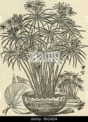 . Zwiebeln und Pflanzen: Herbst 1903. Die Glühbirnen (Pflanzen) Kataloge; Haus pflanzen Kataloge. CYCLAMEN PERSICUM GIGANTEU. n. Cyclamen Persicum GIganteum - eine sehr pop-ular und bewundernswerte Zimmerpflanze für den Winter blühen. Wir bieten Ihnen eine wunderbare Sammlung von wunderschönen und gut gewachsenen Pflanzen. In 4-Zoll Topf, Stück, 50c; in 5-Zoll-Topf, 75 c; im 6-in.-Topf, jedes, $ 1,00 bis $ 1,50. ARAUCARIA. Norfolk Island Kiefer oder Xmas Tree Palm. Eine bewundernswerte Haus Anlage sehr einfach Kultur, es ist so robust, dass die trockene Luft, Staub und andere Bedingungen der gewöhnlichen Wohnzimmer in der Regel so ungünstig Kultur zu Pflanzen haben offenbar keine del Stockfoto