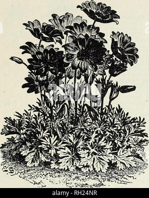 . Zwiebeln und Pflanzen: Herbst 1904. Blumen Samen Kataloge, Leuchtmittel (Pflanzen) Samen Samen Kataloge Kataloge; Gemüse; Baumschulen (Gartenbau) Kataloge; Pflanzen, Zierpflanzen Kataloge; Gartengeräte und Zubehör Kataloge. Blumenzwiebeln, Pflanzen, etc.. ANEMONE FULGENS. ALLIUM. Charmante hardy Frühjahr blühenden Pflanzen. Neapolitanum - Blumen weiß, in Dolden getragen; nützlich für Blüten, je 2 c; pro Dutzend, 15 c; pro 100, $ 1,00. Molly - Helles goldgelb, je 2 c; pro Dutzend, 10c; pro 100, 60 C. Azureum-intensives Blau, sehr auffällige und wirksame, jedes, 8c; pro Dutzend, 75 c; pro 100, $ 6,00. ARUM. Dracuncu Stockfoto