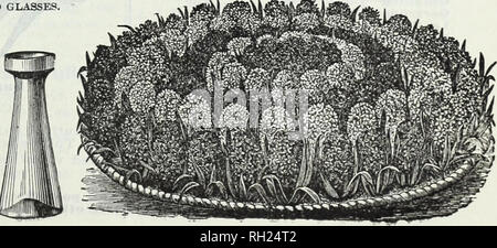 . Zwiebeln und Pflanzen: Herbst 1905. Blumen Samen Kataloge, Leuchtmittel (Pflanzen) Samen Kataloge; Baumschulen (Gartenbau) Kataloge; Pflanzen, Zierpflanzen Kataloge. Verschiedene Farben. Niedrige und hohe, jeweils 15 c pro Dutzend, $ 1.50 per Express auf Kosten des Bestellers. Bitte beachten Sie, dass diese Bilder sind von der gescannten Seite Bilder, die digital für die Lesbarkeit verbessert haben mögen - Färbung und Aussehen dieser Abbildungen können nicht perfekt dem Original ähneln. extrahiert. Currie Brüder Unternehmen; Henry G. Gilbert Baumschule und Saatgut Handel Katalog Kollektion. Milwaukee, Wis: Currie Bros. Stockfoto