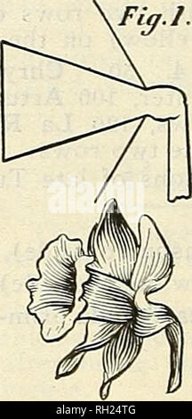 . Glühbirnen und winterharte Pflanzen für den Herbst: Spezialitäten Tulpen Narzissen Lilien &Amp; Wahl pernnials. Blumen Samen Kataloge, Leuchtmittel (Pflanzen) Sämlinge Kataloge; Gemüse; Bäume Samen Samen Kataloge Kataloge; Gartenbau Ausrüstungen und Zubehör Kataloge. Vaughan's Choice NARZISSEN oder NARZISSEN gibt es keine Blume der letzten Jahre, die den Weg in die vorderen geschmiedet hat und in größere Nachfrage als die Narzisse in der schönen Formen und Farben, in denen sie sich selbst präsentiert sich heute kommen; und obwohl bisher Hyazinthen und frühen Tulpen haben die Leitung als die beste Frühling Blumen genommen, sehen wir die Daffodi Stockfoto