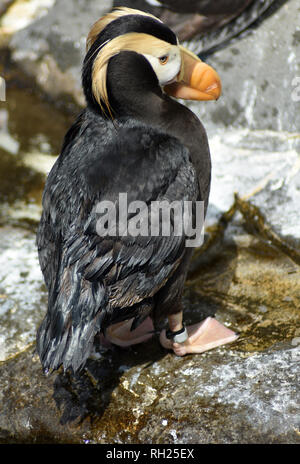 Getuftete Papageitaucher bei Torquay Zoo und Aquarium, Torquay, Devon, Englische Riviera, Großbritannien Stockfoto