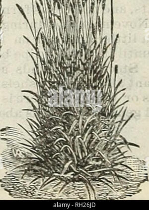 . Buckbee der Zwiebeln und Samen: Herbst 1908. Samen Illinois Rockford Kataloge; Gemüse Illinois Rockford Kataloge; Blumen Illinois Rockford Kataloge; Pflanzen, Zierpflanzen Illinois Rockford Kataloge; Rosen Illinois Rockford Kataloge, Leuchtmittel (Pflanzen) Illinois Rockford Kataloge; Rasen Samen Illinois Rockford Kataloge. Italienische WEIDELGRAS. Wiese TESCWE. Wiese FUCHSSCHWANZ. Roter oder grüner Schwingel (Festuca Rubra.) ein wertvolles Gras wächst auf trockenen Wiesen und Weiden, leichte Böden und Bahndämme: Mit einem kriechgang - ing Gewohnheit und die Wurzeln so tief in den Boden eindringen, dass es grün bleibt nach dem anderen g Stockfoto