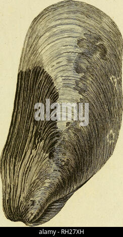 . Britische Zoologie. Wirbeltiere; Zoologie. n. ixvr. S £ fca ERSETZEN I L U S. 77 -. Bitte beachten Sie, dass diese Bilder sind von der gescannten Seite Bilder, die digital für die Lesbarkeit verbessert haben mögen - Färbung und Aussehen dieser Abbildungen können nicht perfekt dem Original ähneln. extrahiert. Wimpel, Thomas, 1726-1798; Berry, S. Stillman (Samuel Stillman), 1887-1984, der ehemalige Eigentümer. DSI; Roper, Clyde F.E., 1937 -, der Geber. DSI. Warrington: Gedruckt von William Eyres, für Benjamin weiß. .. , London Stockfoto