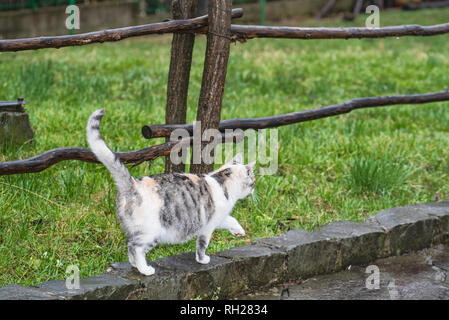 Niedliche graue Katze sitzt auf einer Holzbank draussen. eine graue Katze sitzt auf einer Holzbank in der Nähe des Hauses. Drei Farben schöne Katze. Stockfoto