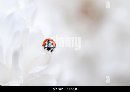 Nahaufnahme eines 7-Punkt Marienkäfer - Coccinella septempunctata ruht auf Pure White Dahlia Blütenblätter Stockfoto