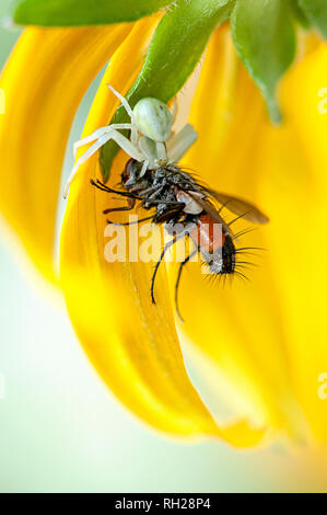 Nahaufnahme eines weißen Crab Spider kommt ein Garten fliegen auf die Blütenblätter einer gelben Sommer Coneflower Stockfoto