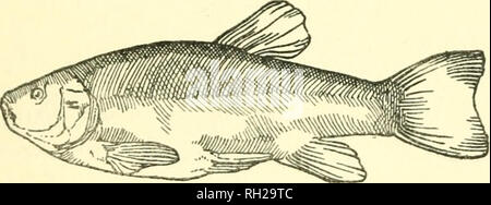 . Britische Reptilien, Amphibien, und Süßwasser-Fisches. Amphibien - - Großbritannien; Süßwasser Fische - - Großbritannien; Reptilien - - Großbritannien. Schleien und ROTAUGEN Fluss Lea auf Lord Salisbury Immobilien in Hatfield. Es stellte sich die Skala bei 4 Pfund. Die Farbe anscheinend variiert je nach dem Alter der Fische grünlich-gelb bis grünlich-schwarz, mit Weißlichen auf dem Bauch, kann als allgemeine Färbung gegeben werden. Von Zeit zu Zeit eine goldene Auswahl aufgetreten ist. Der Körper Waagen sind sehr klein. Dies war ein beliebter Fisch in der monastischen Tage, und ich habe häufig große Schleien von drei bis vier Pfund gefangen Wiegen Stockfoto