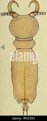 . Die britische parasitäre Copepoda. Copepoda; Krebstiere, Fische. . Bitte beachten Sie, dass diese Bilder sind von der gescannten Seite Bilder, die digital für die Lesbarkeit verbessert haben mögen - Färbung und Aussehen dieser Abbildungen können nicht perfekt dem Original ähneln. extrahiert. Scott, Thomas; Scott, Andrews. London, Gedruckt für den Ray Gesellschaft Stockfoto