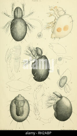 . Britische Oribatidae. Oribatidae; Spinnen. Platte L. Kopiophor 'a-Magna. 1-7. HopJophcTra dasypus. 8-14.. Bitte beachten Sie, dass diese Bilder sind von der gescannten Seite Bilder, die digital für die Lesbarkeit verbessert haben mögen - Färbung und Aussehen dieser Abbildungen können nicht perfekt dem Original ähneln. extrahiert. Michael, A.D. (Albert Davidson), 1836-1927. London, die Ray Gesellschaft Stockfoto