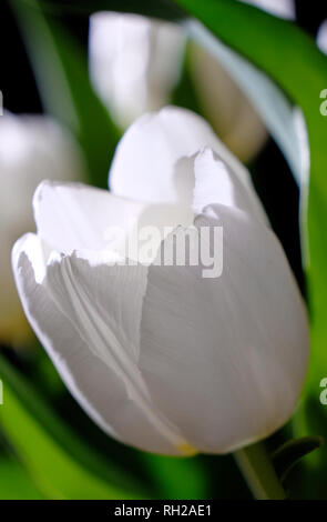 Nahaufnahme der Pure White Tulip Blütenblätter Stockfoto