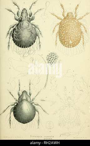 . Britische Oribatidae. Oribatidae; Spinnen. "PLATE XXDC. Notaspj-S seiyrsitsL" Pilosa,.. Bitte beachten Sie, dass diese Bilder sind von der gescannten Seite Bilder, die digital für die Lesbarkeit verbessert haben mögen - Färbung und Aussehen dieser Abbildungen können nicht perfekt dem Original ähneln. extrahiert. Michael, A.D. (Albert Davidson), 1836-1927. London, die Ray Gesellschaft Stockfoto