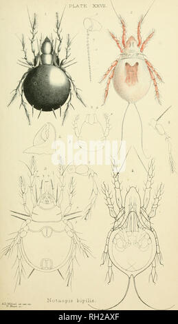 . Britische Oribatidae. Oribatidae; Spinnen. . Bitte beachten Sie, dass diese Bilder sind von der gescannten Seite Bilder, die digital für die Lesbarkeit verbessert haben mögen - Färbung und Aussehen dieser Abbildungen können nicht perfekt dem Original ähneln. extrahiert. Michael, A.D. (Albert Davidson), 1836-1927. London, die Ray Gesellschaft Stockfoto