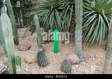 Große Ziegel Safari 2019, Zahnstocher Kaktus aus Lego, RHS Garden Wisley, Woking, Surrey, England, Großbritannien, USA, UK, Europa Stockfoto