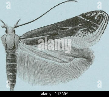 . British Journal der Entomologie und Naturgeschichte. Natural History; Entomologie. Von der Britischen Entomologischen und Natural History Society veröffentlicht und die Einbeziehung seiner Beratungen und Transaktionen Preis: £ 3,00. Bitte beachten Sie, dass diese Bilder sind von der gescannten Seite Bilder, die digital für die Lesbarkeit verbessert haben mögen - Färbung und Aussehen dieser Abbildungen können nicht perfekt dem Original ähneln. extrahiert. Britische Entomologischen und Natural History Society. [London]: Britische Entomologischen und Natural History Society Stockfoto