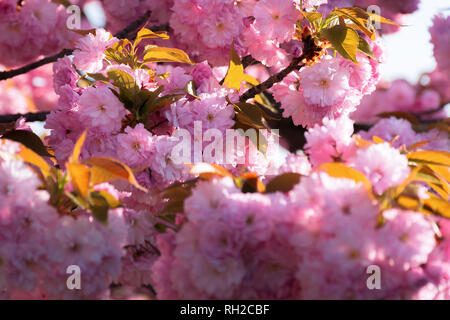 Cherry Blossom. schönen natürlichen Hintergrund. zartes rosa Blumen auf dem Zweig. Wunderbar sonnigen Tag im Frühling Stockfoto