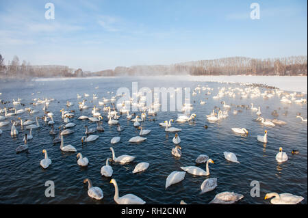 Schöne weiße Keuchhusten Schwäne Stockfoto