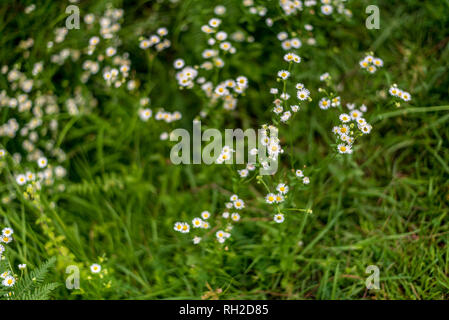 Weiß Gras Blume und Unschärfe Hintergrund - Kleine weiße Blüten in einem schönen Hintergrund - weiße Kugel amaranth in Gras feld grün verschwommen Hinterg Stockfoto