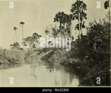 . Britische Zentralafrika; ein Versuch, von einem Teil der Territorien unter britischen Einfluss nördlich des Sambesi zu geben. Natural History. 2 BRITISCHE ZENTRALE AFRIKA hinter dem Palm Wald ist eine lange Reihe von Blue Mountain so weit weg, dass es nur eine schwache blaue Silhouette gegen den blasser blauer Himmel. Der Nachmittag ist weit fortgeschritten, und in den östlichen Himmel, das ist ein warmes Rosa Blau, der Vollmond hat bereits auferstanden ist und bleibt es eine gelb-weiße Schild mit keine Ausstrahlung. Auf dem anderen Ufer des Flusses zu den Palmen ist ein Büschel der tropischen Wald der reichsten Grün mit purpl Stockfoto