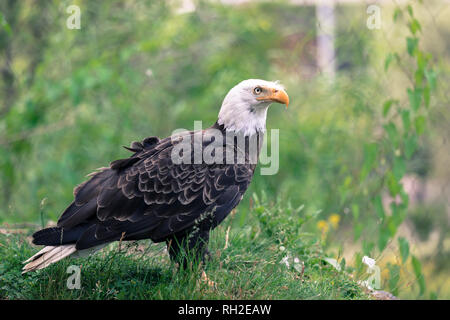 Porträt einer Weißkopfseeadler (lat. Haliaeetus Leucocephalus) auf einem grünen Hintergrund Stockfoto