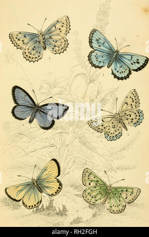 . Britische Schmetterlinge. Werner, Abraham Gottlob, 1749-1817; Schmetterlinge. Platte 32. Bitte beachten Sie, dass diese Bilder sind von der gescannten Seite Bilder, die digital für die Lesbarkeit verbessert haben mögen - Färbung und Aussehen dieser Abbildungen können nicht perfekt dem Original ähneln. extrahiert. Duncan, James, 1804-1861; Cuvier, Georges, Baron, 1769-1832; Jardine, William, Sir, 1800-1874; Burth, Edward Henry, der ehemalige Eigentümer. DSI. Edinburgh: W. H. Lizars; London: Henry G. Bohn Stockfoto