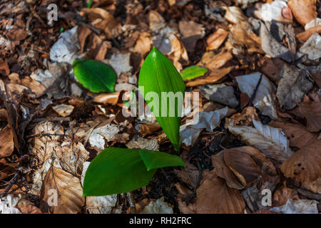 Allium ursinum Blume, Knoblauch Anlage Stockfoto