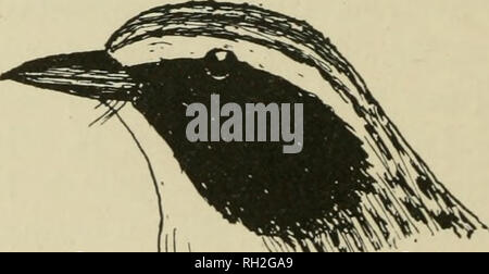 . Britische Vögel. Vögel. 4 BRITISCHE VÖGEL. ist die größte Autorität auf diesem schwierigen Thema in diesem Land. Wie wir bereits angekündigt haben, die Artikel auf "Addi-tionen zu unserer Kenntnis der britischen Vögel seit 1899" wird fortgesetzt und im vorliegenden Band abgeschlossen werden, und die Ergebnisse der Wood-Pigeon Anfrage wird von Dr. C.B. Bahnhofstr. in einer frühen Ausgabe gegeben werden. Andere Redner in Band im vergangenen Jahr wird uns wieder Interesse und Foto - graphy, als Hilfe für unsere Wissenschaft, in den Vordergrund. Wir haben einen Überblick über unser Programm gegeben; aber lassen Sie keine Absicht Beitrag denken, dass unsere Stockfoto